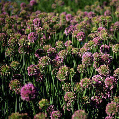 Buy Allium 'Summer Beauty' Online | Deer Resistant Perennial | Summer Flowering Perennial