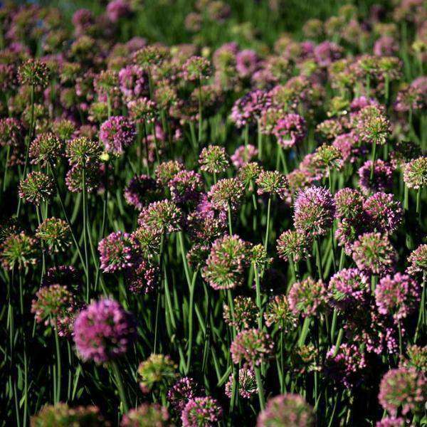［新品］SLOTHREAT Allium 新品］SLOTHREAT Allium 2025 Allium Bulbs – The Gardener's Center