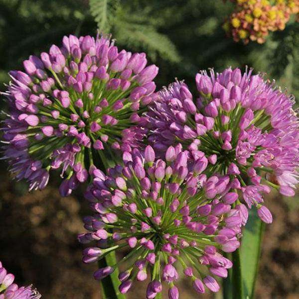 Buy Allium 'Summer Beauty' Online | Deer Resistant Perennial | Summer Flowering Perennial