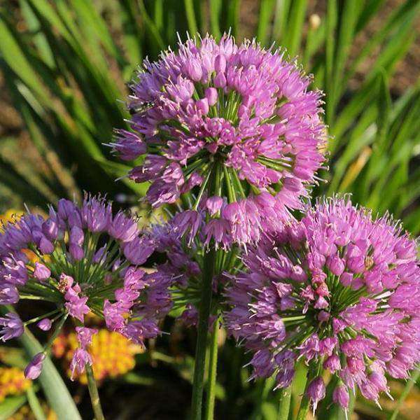 Buy Allium 'Summer Beauty' Online | Deer Resistant Perennial | Summer Flowering Perennial