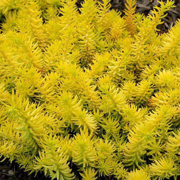 Sedum rupestre 'Angelina'.