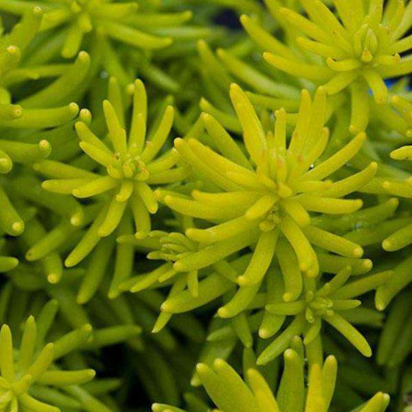 Buy Sedum rupestre 'Angelina' Online | Shade Perennials | Bay Gardens