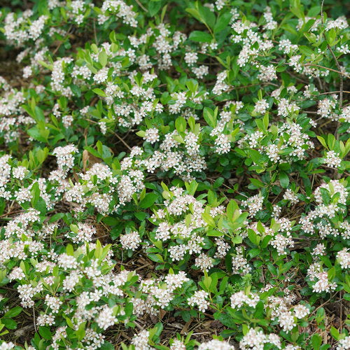 Photo courtesy of Proven Winners - www.provenwinners.com