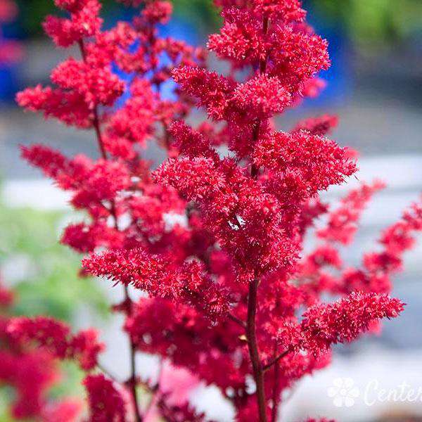  Buy Astilbe 'Fanal" Online | Shade & Sun Perennials for Sale | Bay Gardens