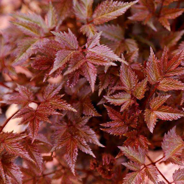  Buy Astilbe 'Fanal" Online | Shade & Sun Perennials for Sale | Bay Gardens