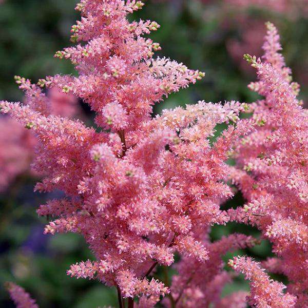 Buy Astilbe 'Peach Blossom' Online | Shade & Sun Perennials for Sale | Bay Gardens