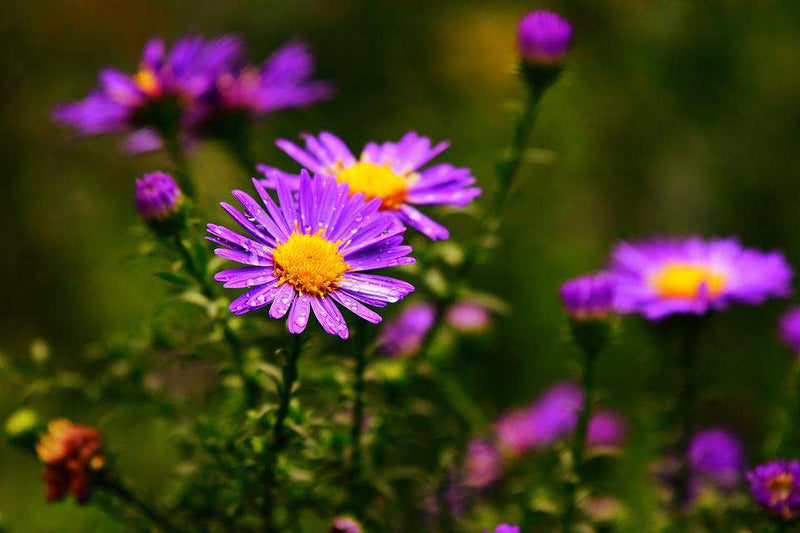 Asters