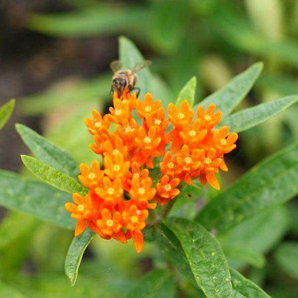 Buy Asclepias Tuberosa Online | Butterfly Weed | Orange Flower | Native Plants