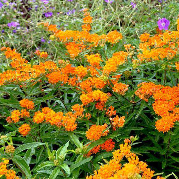 Buy Asclepias Tuberosa Online | Butterfly Weed | Orange Flower | Native Plants