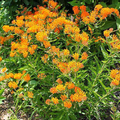 Buy Asclepias Tuberosa Online | Butterfly Weed | Orange Flower | Native Plants