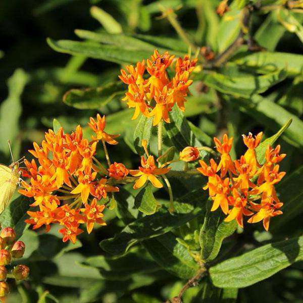 Buy Asclepias Tuberosa Online | Butterfly Weed | Orange Flower | Native Plants