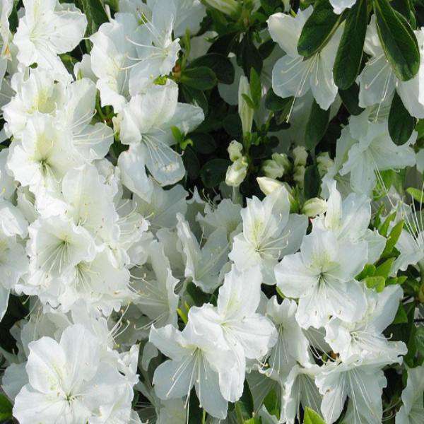 Buy Delaware Valley White Azalea | Flowering Evergreen Shrubs | Bay Gardens