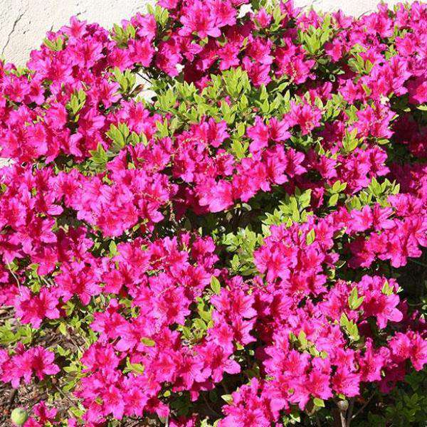 Buy Girards Fuschia Azalea Online | Flowering Evergreen Shrubs | Bay Gardens