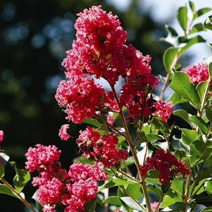 Crape Myrtle 'Tuscarora' (Pink)