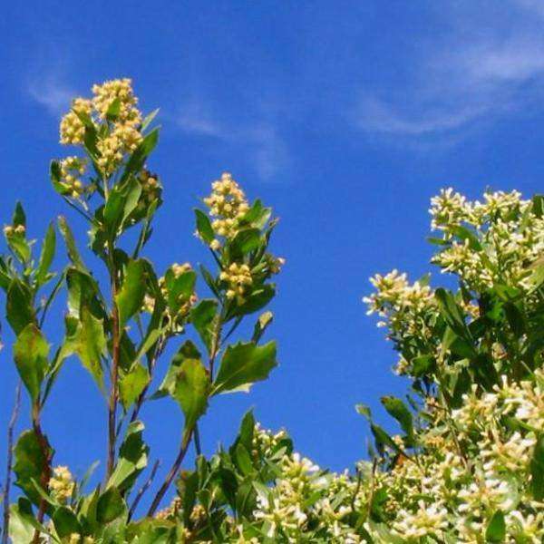 Buy Groundsel Bush Baccharis halmifolia Online | Shade & Sun Perennials for Sale | Bay Gardens