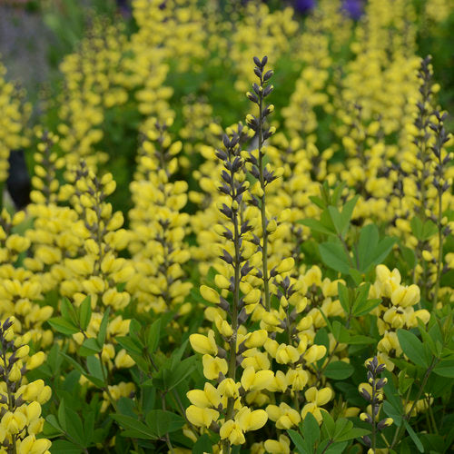 Photo courtesy of Proven Winners - www.provenwinners.com