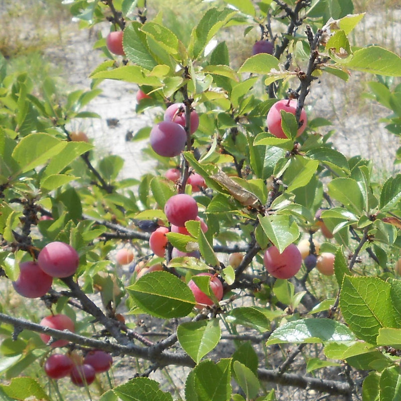 Prunus Beach Plum