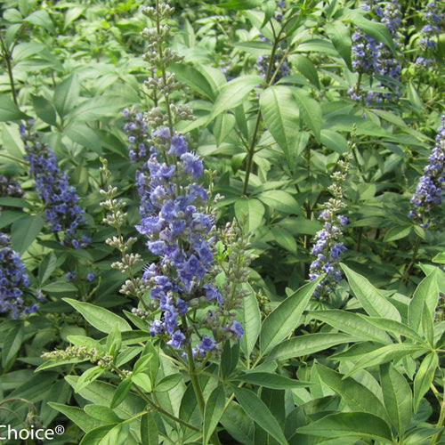 Vitex agnus-castus 'Blue Diddley®'