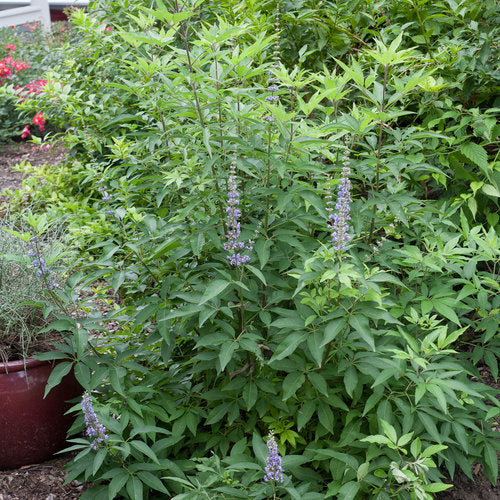 Vitex agnus-castus 'Blue Diddley®'