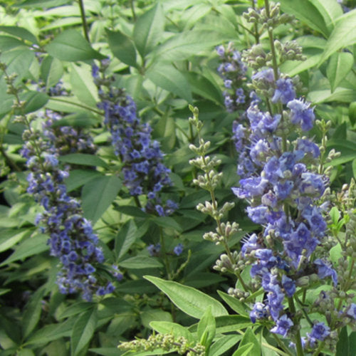 Vitex agnus-castus 'Blue Diddley®'