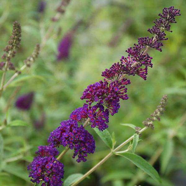 Buy Buddleia 'Black Knight' Online | Flowering Shrubs for Sale | Bay Gardens
