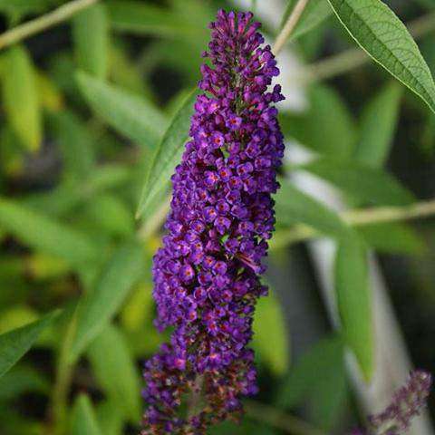 Buy Buddleia 'Black Knight' Online | Flowering Shrubs for Sale | Bay Gardens