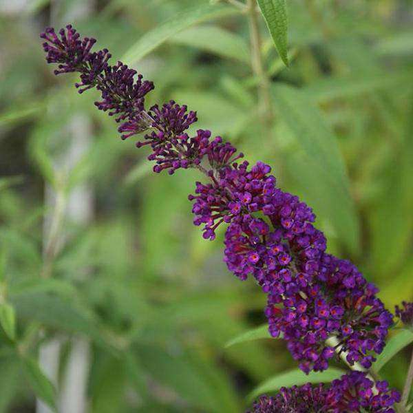 Buy Buddleia 'Black Knight' Online | Flowering Shrubs for Sale | Bay Gardens