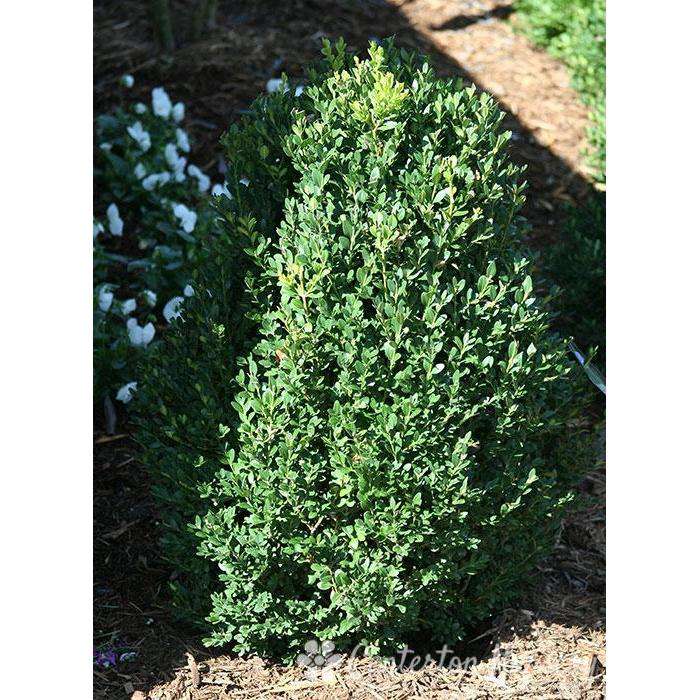 Boxwood 'Green Mountain'