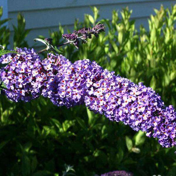 Buy Nanho Blue Butterfly Bush Online | Shop Flowering Shrubs | Bay Gardens