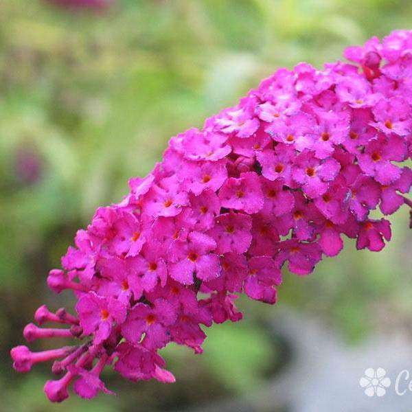 Buy Buddleia 'Royal Red' Online | Flowering Shrubs for Sale | Bay Gardens