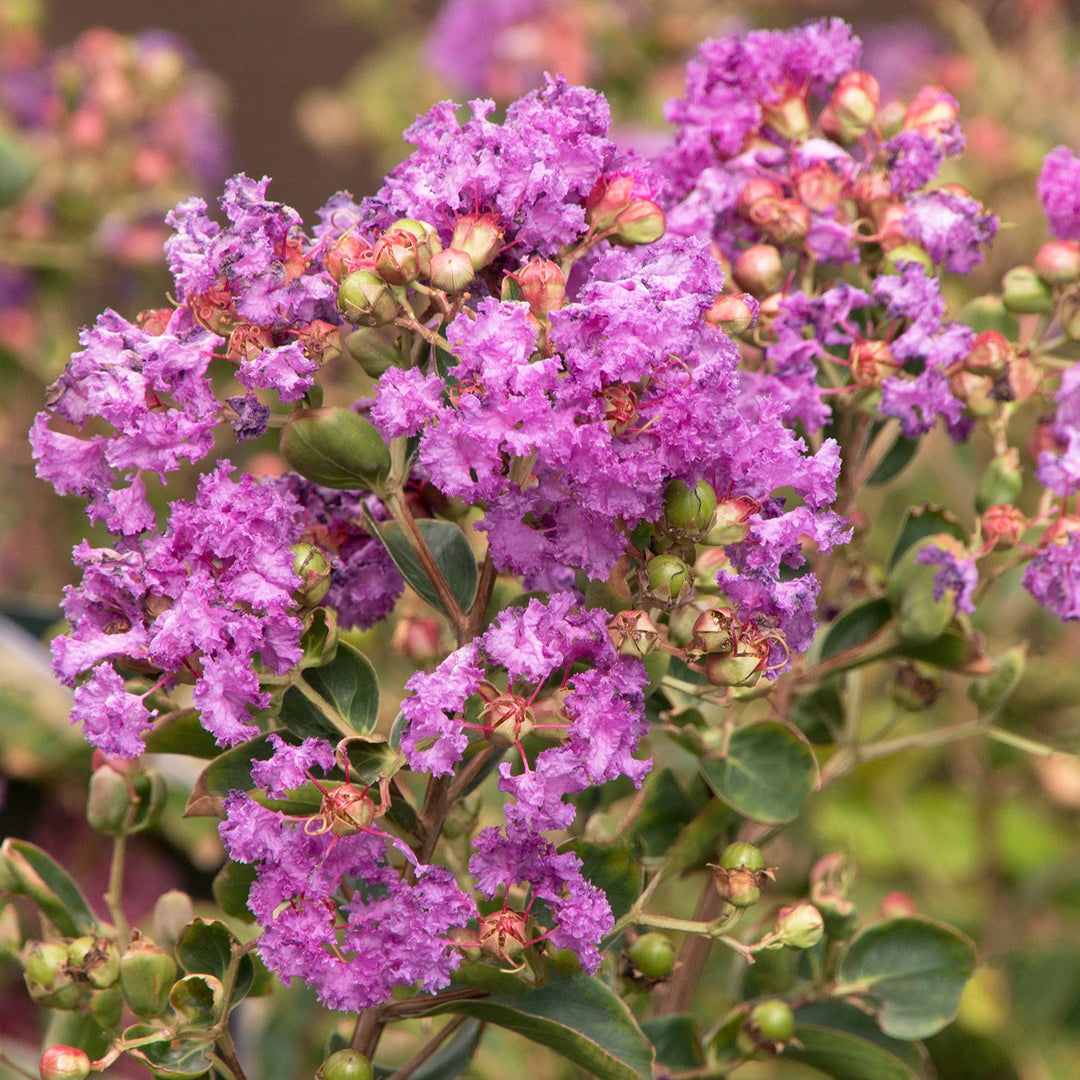 Crape Myrtle 'Catawba' (Purple)