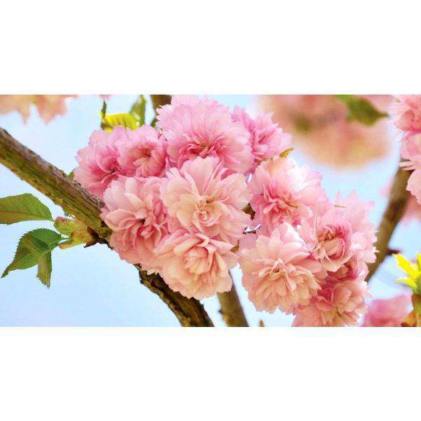 Buy Kwanzan Cherry Online | Shade & Flowering Trees | Bay Gardens