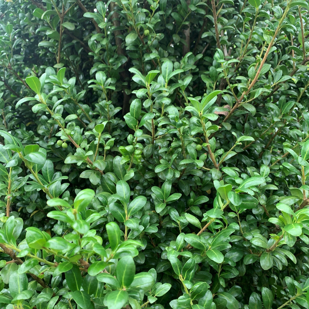 Ilex Crenata "Chesapeake"