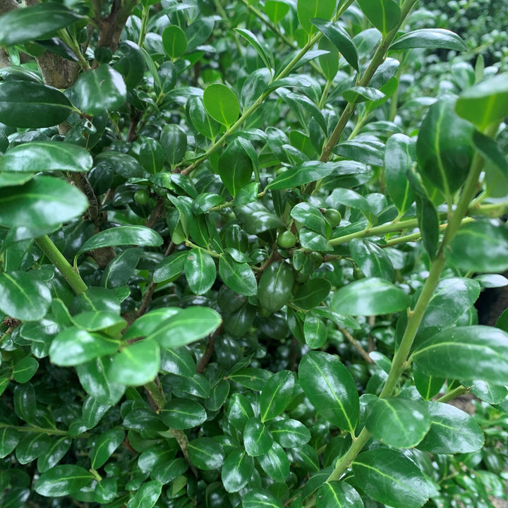 Ilex Crenata "Chesapeake"