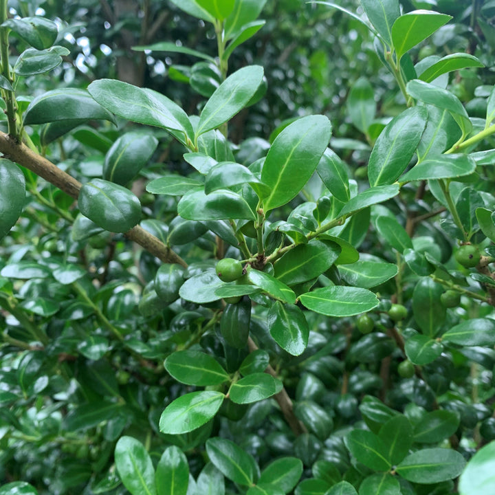 Ilex Crenata "Chesapeake"