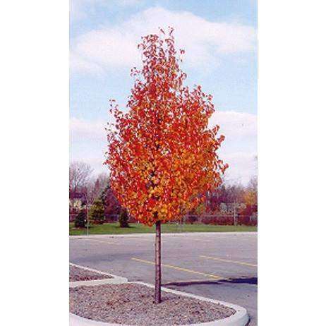 Flowering Pear Tree-Bay Gardens NY-Bay Gardens