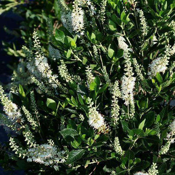 Buy Clethra alnifolia Online | Flowering Shrubs for Sale | Bay Gardens
