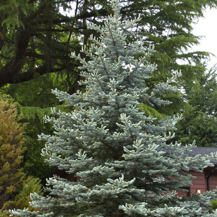Blue Spruce - Picea pungens 'Colorado'