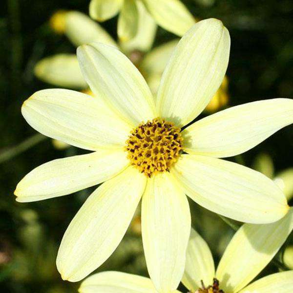 Buy Coreopsis 'Moonbeam' Online | Flowering Perennials for Sale | Bay Gardens