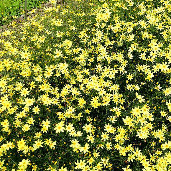 Buy Coreopsis 'Moonbeam' Online | Flowering Perennials for Sale | Bay Gardens