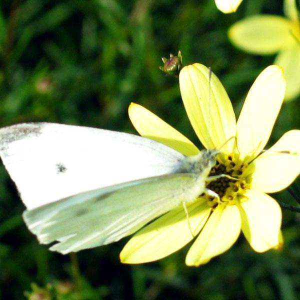 Buy Coreopsis 'Moonbeam' Online | Flowering Perennials for Sale | Bay Gardens