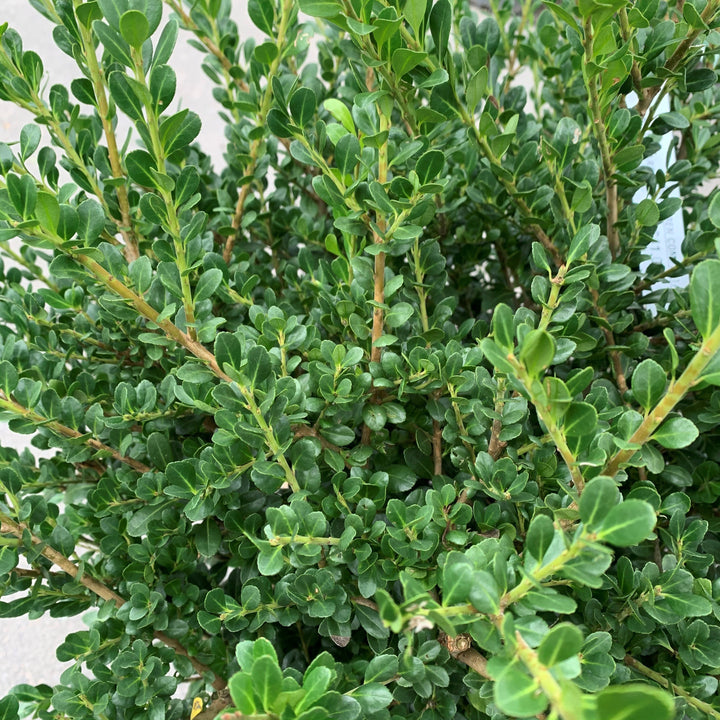 Ilex Crenata "Compacta"