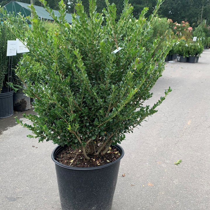 Ilex Crenata "Compacta"