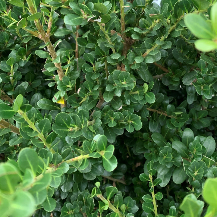 Ilex Crenata "Compacta"