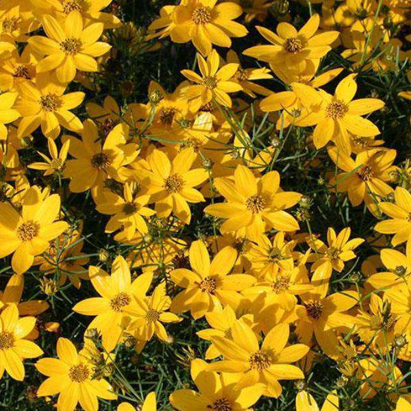 Tickseed - Coreopsis 'Zagreb'