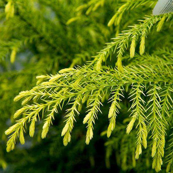 Cryptomeria 'Sekkan Sugi' | Golden Cryptomeria | Japanese Cedar | Golden, Deer-Resistant Privacy Tree