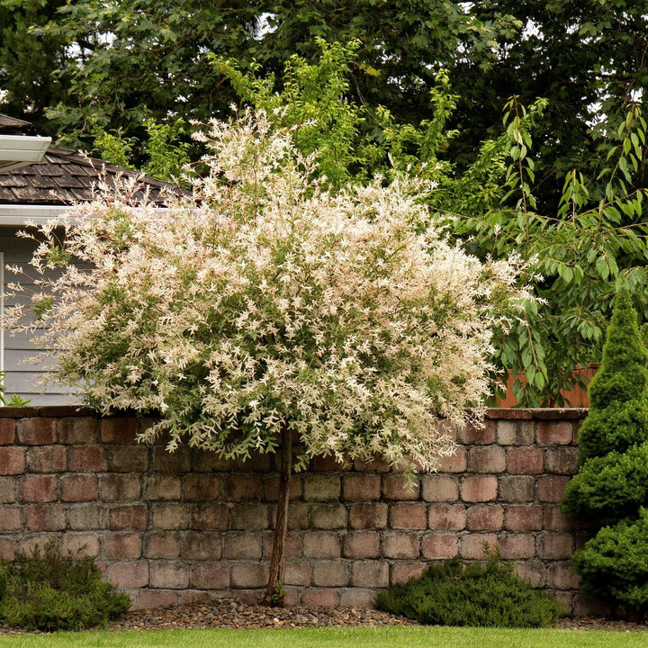 Willow-Salix integra 'Hakuro Nishiki'