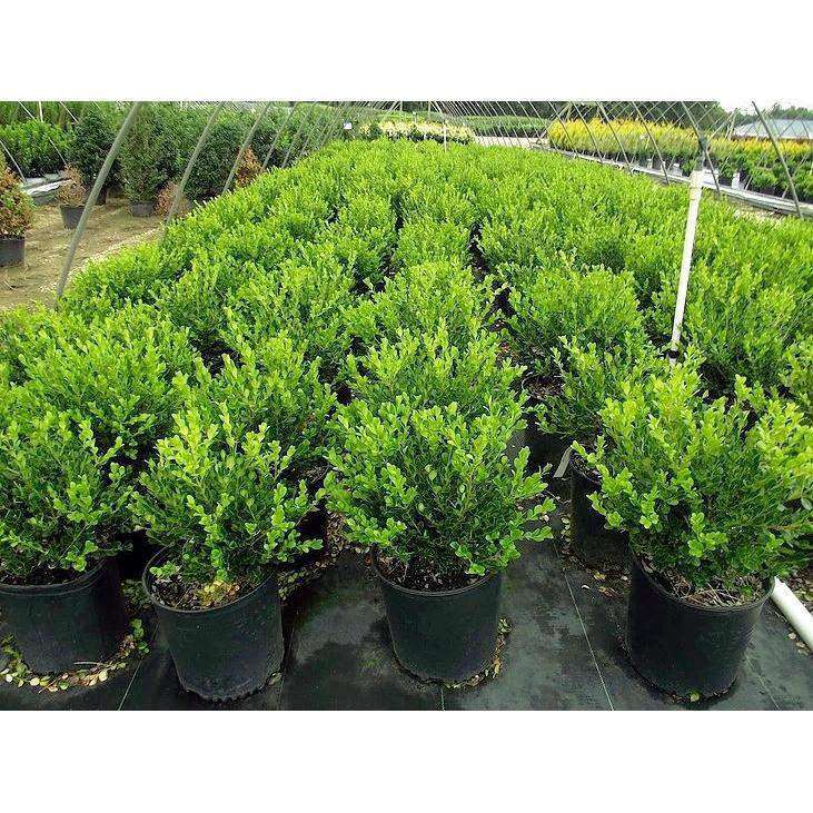 Winter Gem Boxwood-Bay Gardens-Bay Gardens