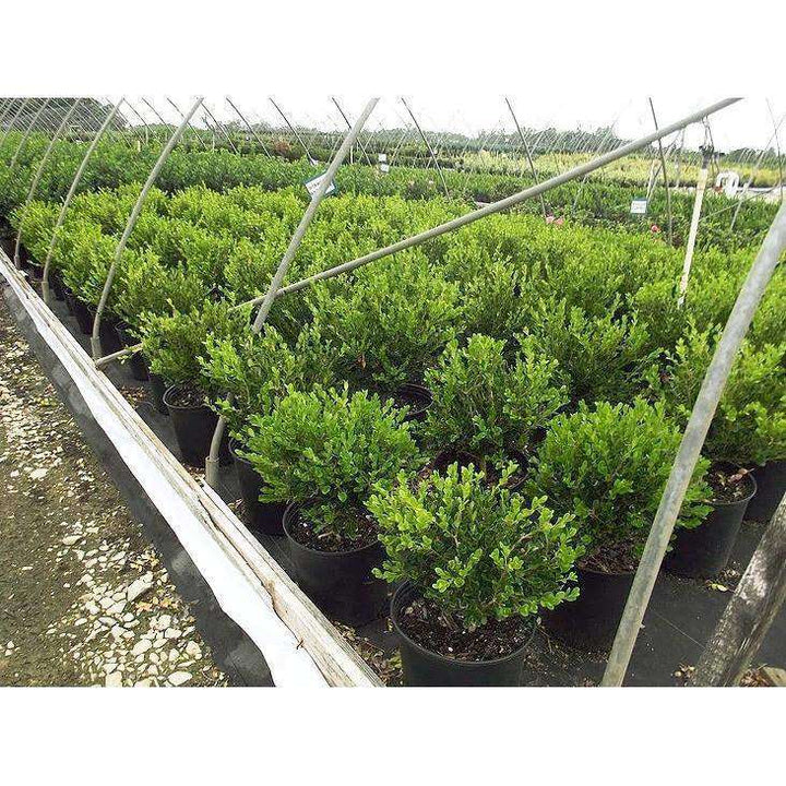Winter Gem Boxwood-Bay Gardens-Bay Gardens
