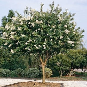 Crape Myrtle 'Natchez' (White)